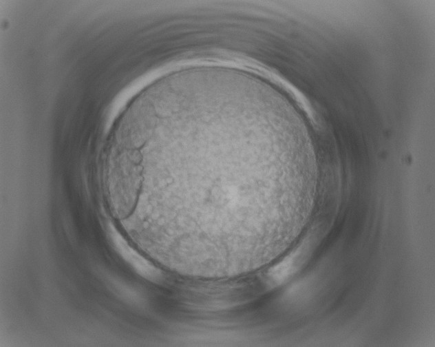 X0000081281514200702012206