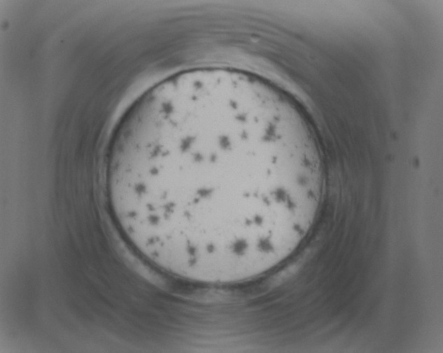 X0000081281517200702012206