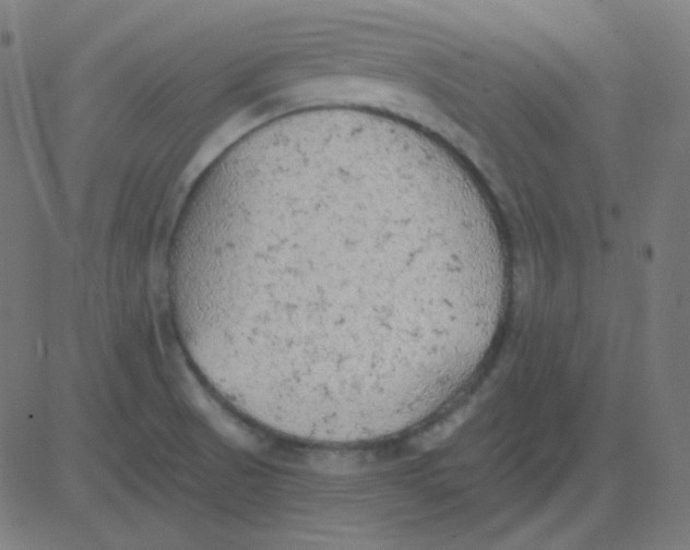 X0000081281521200702012206