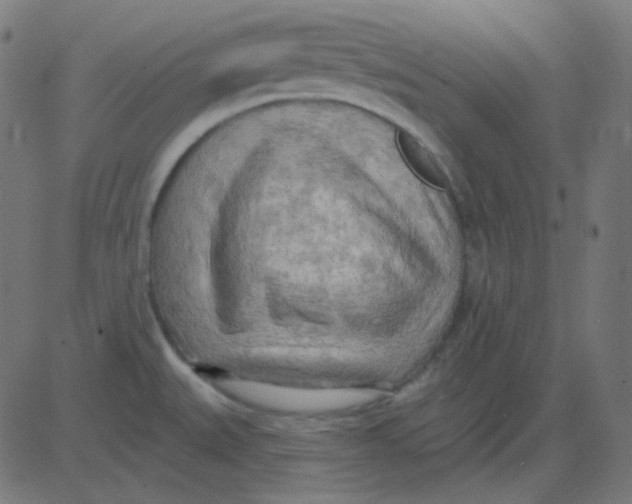 X0000081281527200702012206