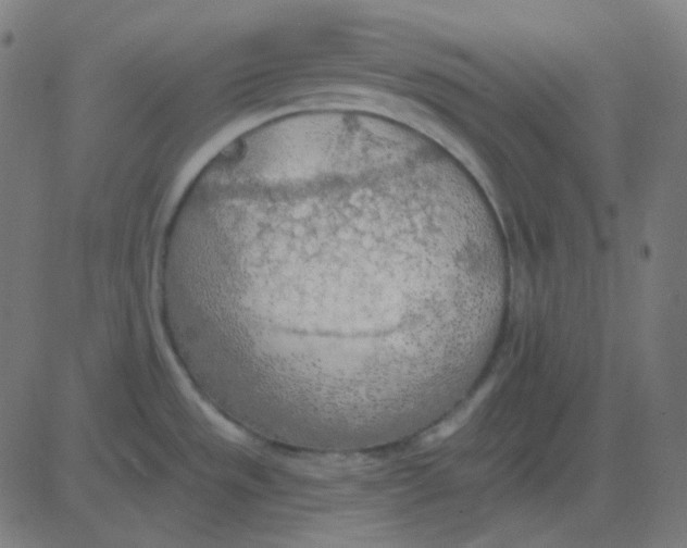 X0000081281533200702012206