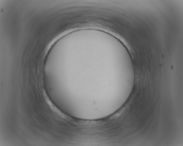 X0000081281534200702012206