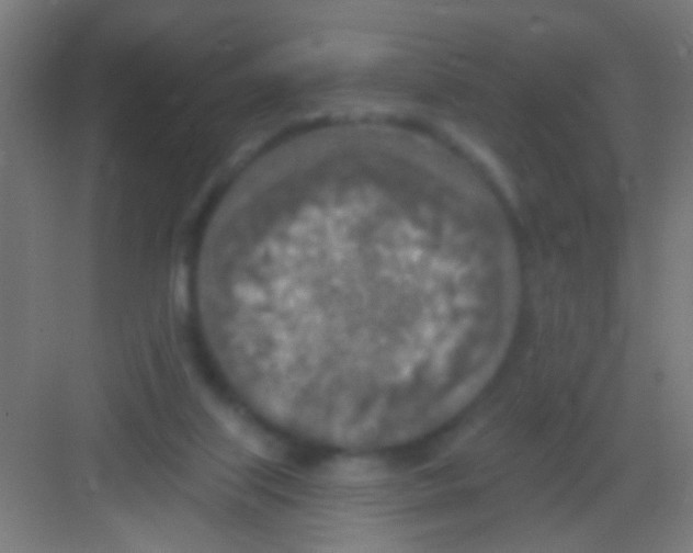 X0000081280067200702082003