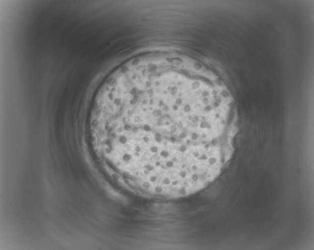 X0000081280145200702082001