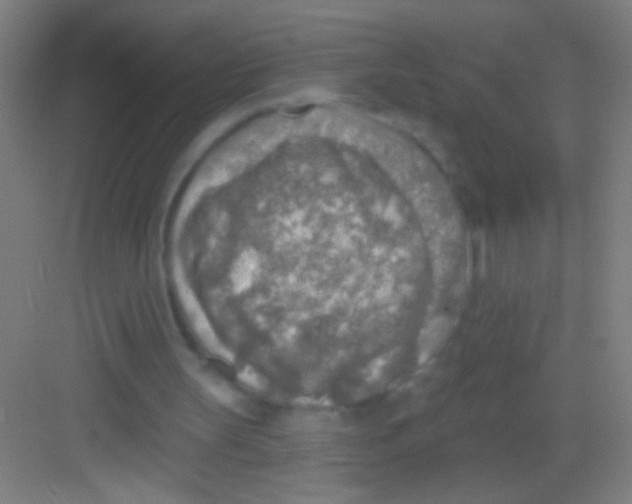 X0000081280147200702082001