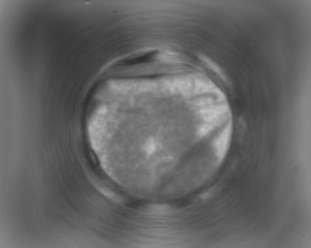 X0000081280203200702082001