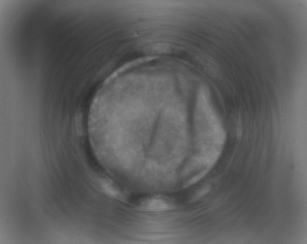 X0000081280224200702082001