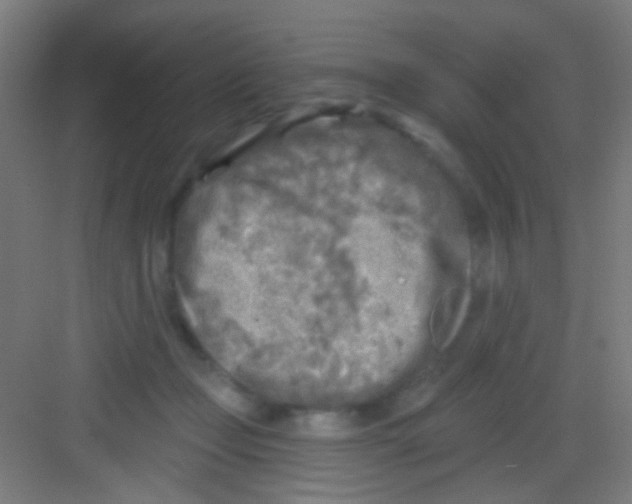 X0000081280365200702081959