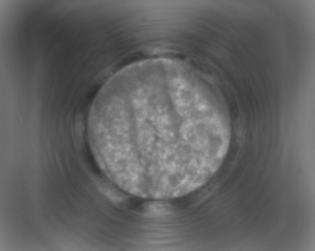 X0000081280372200702081959