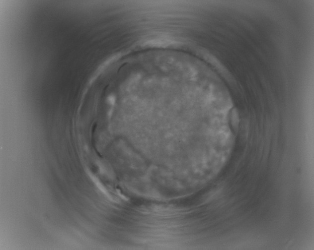 X0000081280626200702081953