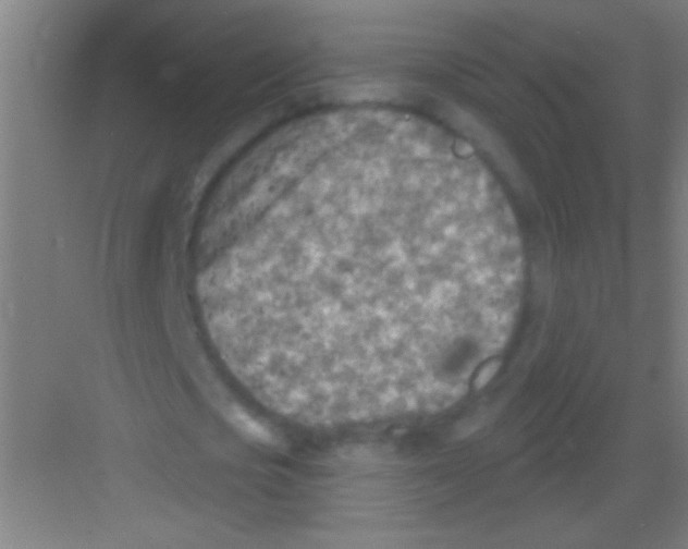 X0000081280721200702081952