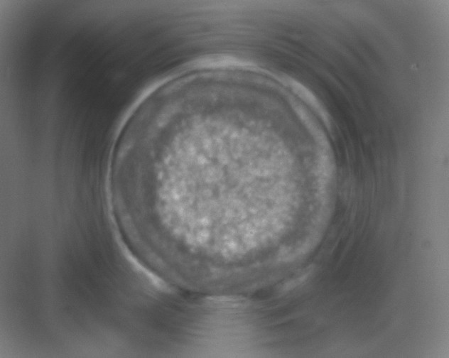 X0000081280863200702081951