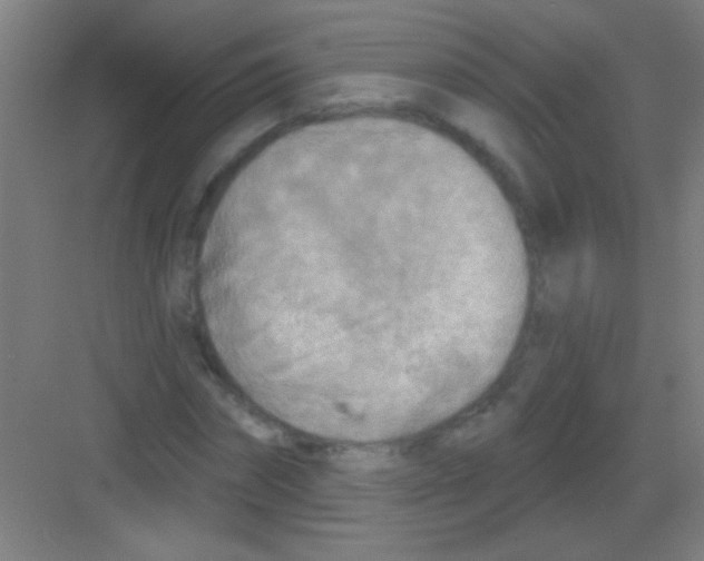 X0000081280874200702081950