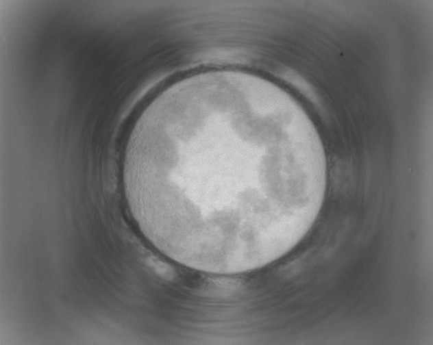 X0000081280878200702081950