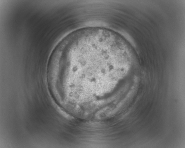 X0000081280895200702081950