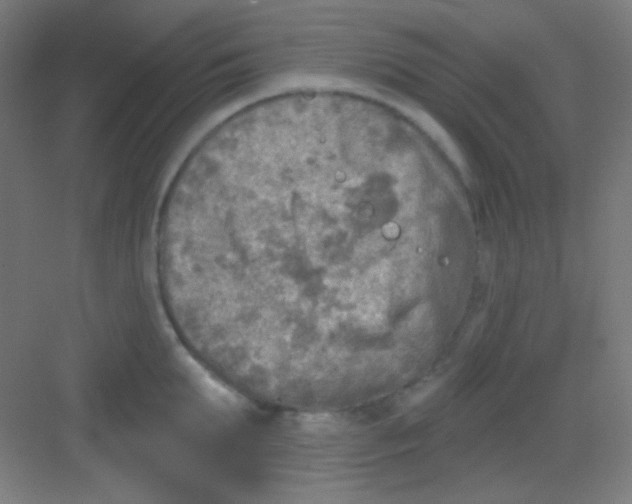 X0000081280903200702081949