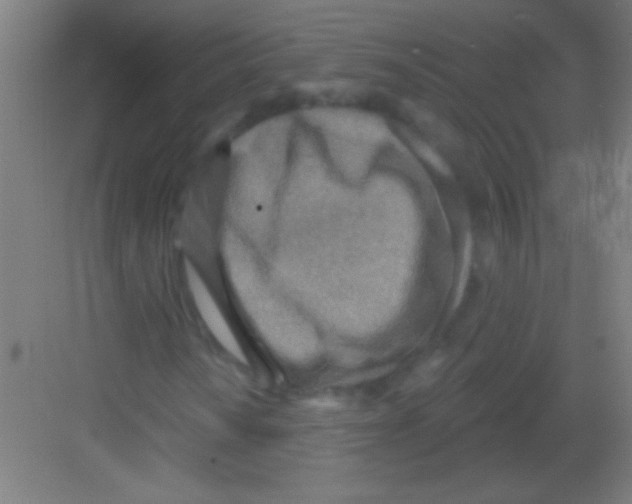 X0000081281010200702081947