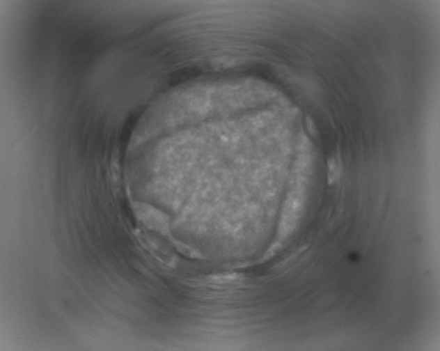 X0000081281011200702081947