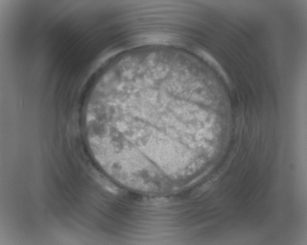 X0000081281019200702081947