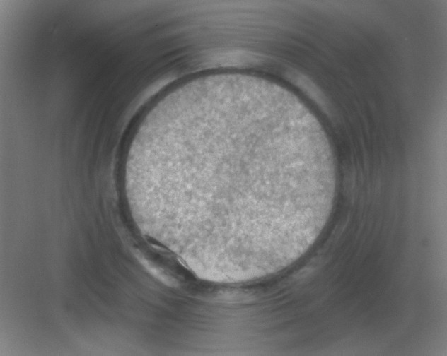 X0000081281026200702081947