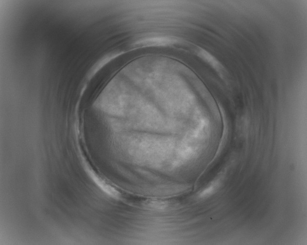 X0000081281034200702081947