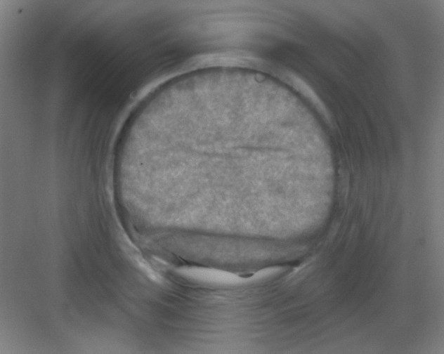 X0000081281035200702081947