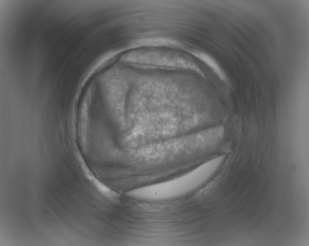 X0000081281046200702081947