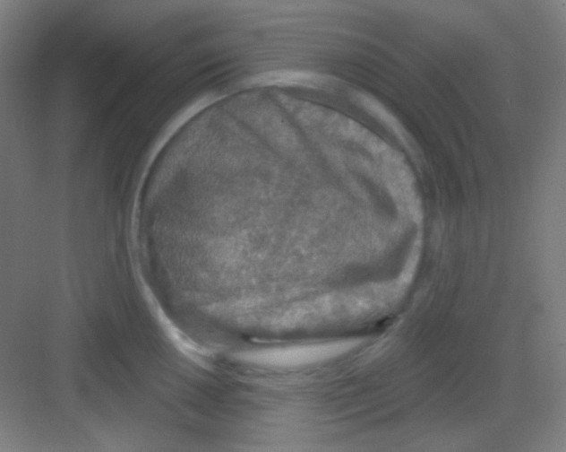 X0000081281050200702081948