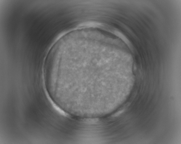 X0000081281055200702081948