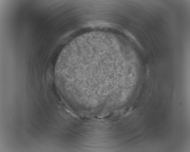 X0000081281063200702081947