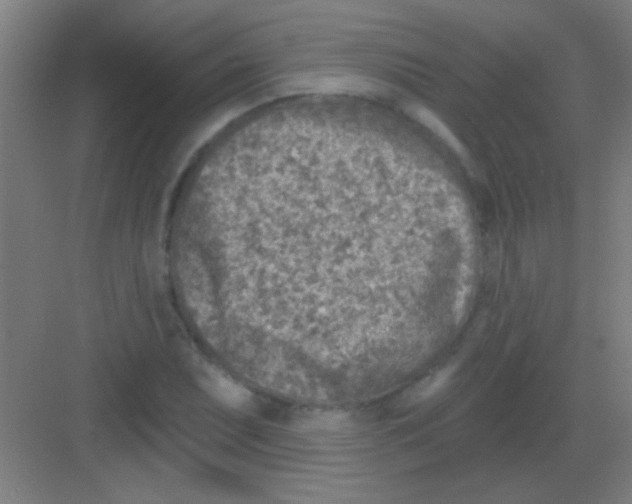 X0000081281071200702081947