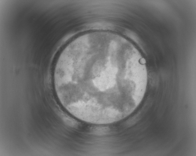 X0000081281074200702081947