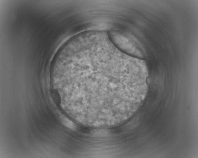 X0000081281083200702081946