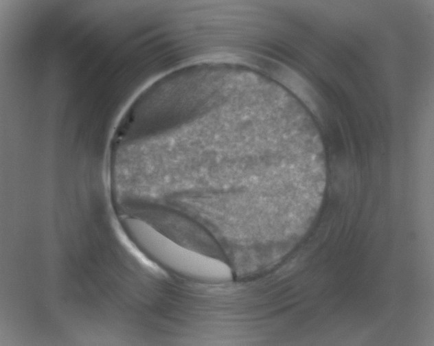 X0000081281084200702081946