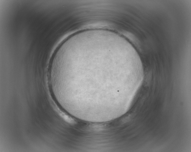 X0000081281086200702081946