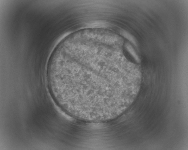 X0000081281087200702081946