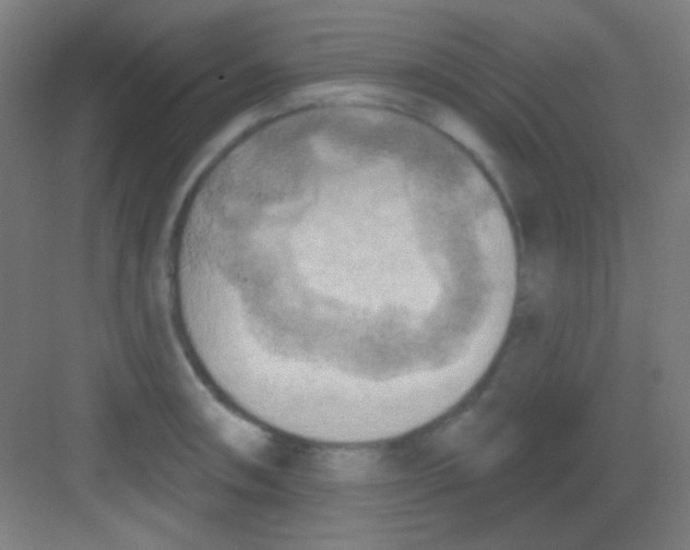 X0000081281090200702081946