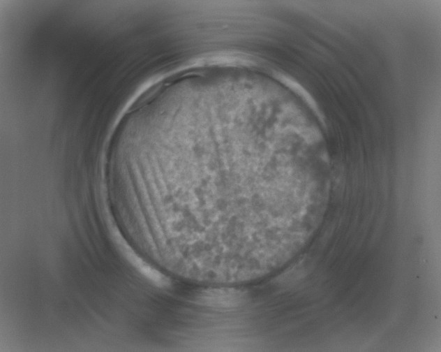 X0000081281091200702081946