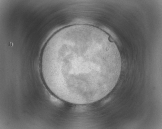 X0000081281094200702081946