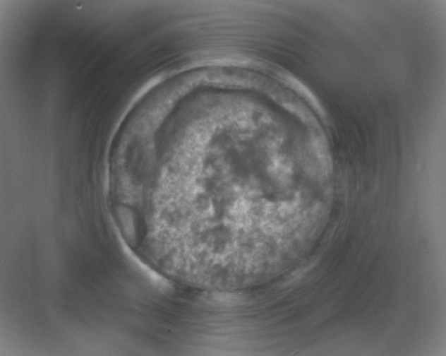 X0000081281095200702081946