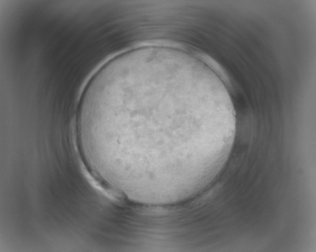 X0000081281100200702081946