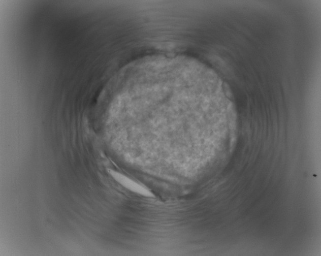 X0000081281106200702081945