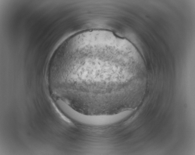 X0000081281141200702081946