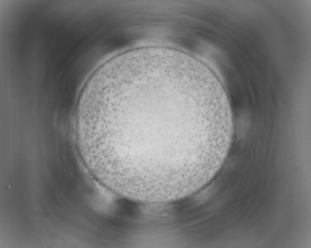 X0000081281150200702081946