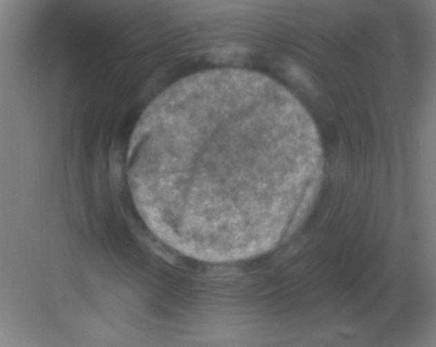 X0000081281154200702081945