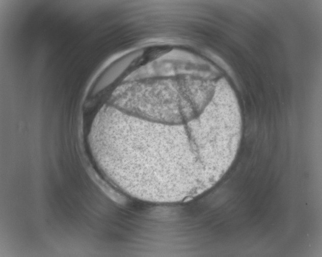 X0000081281179200702081945