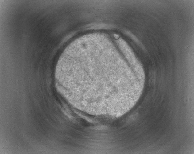 X0000081281213200702081944