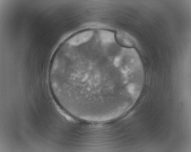 X0000081281231200702081944