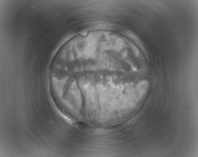 X0000081281235200702081944