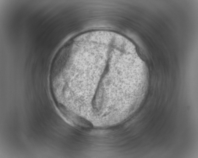 X0000081281237200702081944